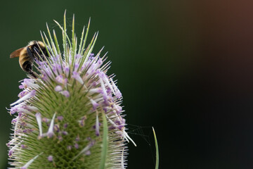 The core of a teasel flower with tiny pink flowers and a honey bee perched collecting nectar and pollen. The worker bee is orange and black with long legs. The background is deep rich green in color.