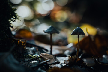 Champignons dans les bois