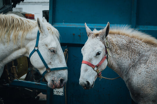 Chevaux au march&eacute; agricole