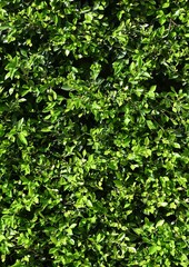 Fondo natural  con detalle y textura de multiples hojas en diferentes tonos verdes