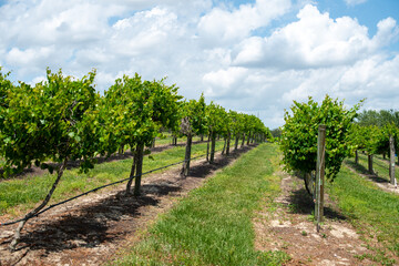 Fototapeta na wymiar Rows of grapevines, trees, and cultivated plants on trellises. The farmlands' spring crop is a green grape for wine production. Between each row of vines are rows of green grass. The sky is cloudy.