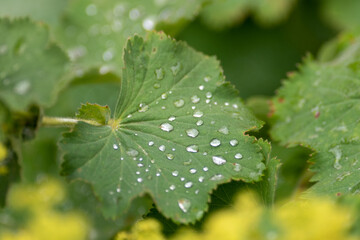 A single lady's mantle leaf with multiple water droplets scattered on the lush plant. There are yellow tiny flowers in the background. The round herbaceous foliage is vibrant green in color. 