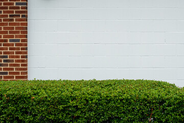 A white metal exterior garage door of a house with a red brick wall and a vibrant green thick flat hedge or shrub in front of the entrance. The weathered brick wall is textured with yellow mortar.  