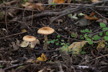 Mushrooms in the forest
