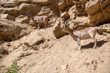 tunceli  dağ ke&ccedil;i