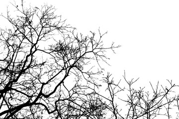 Tree branches on white background