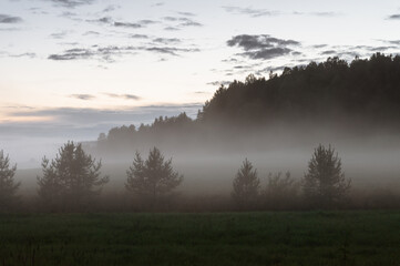 firs in fog in field at sunset