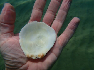 Seashell of bivalve mollusc Thorny oyster (Spondylus gaederopus) on the hand of a diver, Aegean Sea, Greece, Halkidiki © Alexey
