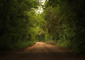 Straße im Wald © Paula