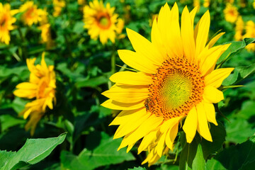 Beautiful landscape with sunflower field over blue sky. Nature concept...
