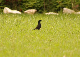 black bird