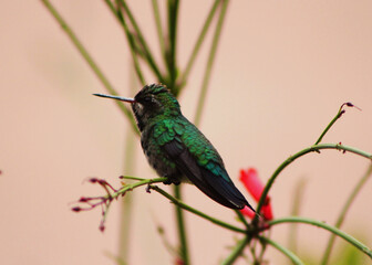 hummingbird on a branch
