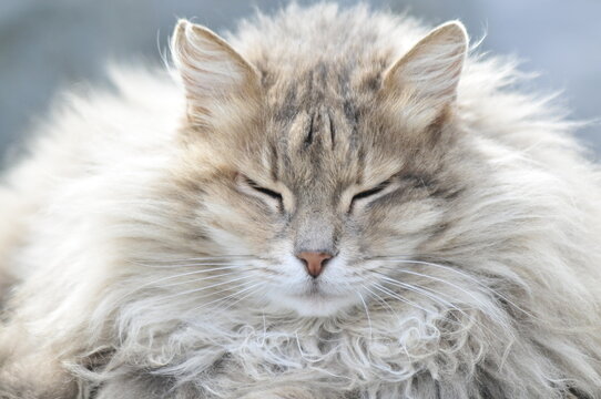 kedi