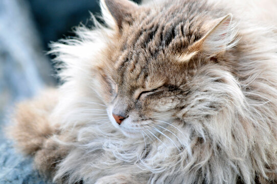 kedi