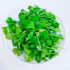 Green coriander leaves fresh organic and aromatic cilantro herb Chinese parsley spice dhania vegetable (Coriandrum sativum) in a plate closeup view image.