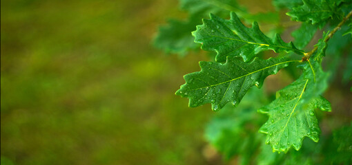 Fototapeta na wymiar Rectangular green background with oak leaves. Natural summer background for text. Green oak leaves.