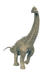 Fototapeta premium alamosaurus is walking in white background