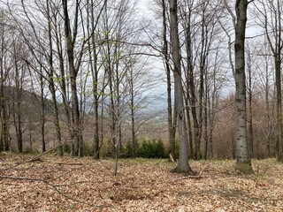 Sunny summer hiking path in the mountains. Rocky Mountain in the summer with trees and forest. Walking in the mountains and forest with blue sky. Summer travel hiking in Europe. 
