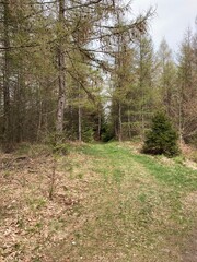 Sunny summer hiking path in the mountains. Rocky Mountain in the summer with trees and forest. Walking in the mountains and forest with blue sky. Summer travel hiking in Europe. 
