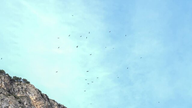 a flock of Griffon vultures, Eurasion griffons (Gyps fulvus) riding updrafts on a mountain top