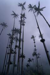 Coconut palm trees surrounded by mist