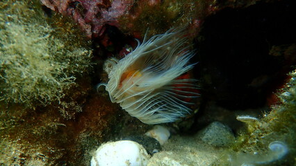 Polychaeta Smooth tubeworm or red-spotted horseshoe (Protula tubularia) undersea, Aegean Sea, Greece, Halkidiki
