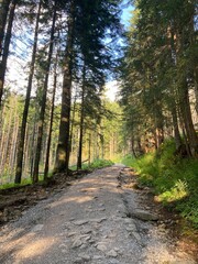 Sunny summer hiking path in the mountains. Rocky Mountain in the summer with trees and forest. Walking in the mountains and forest with blue sky. Summer travel hiking in Europe. 

