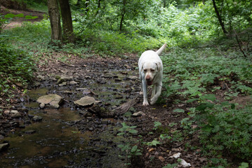 Young white abandoned or lost Labrador Retriever dog wondering alone in the forest without his...