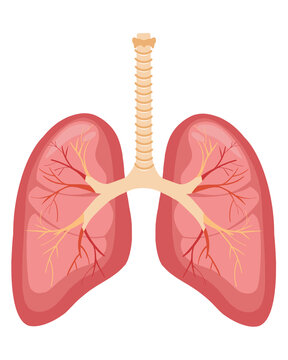 Lung human
