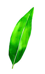 Fototapeta premium watercolour green leaf 