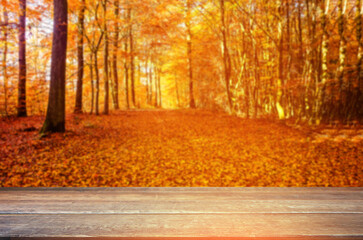 Naklejka na ściany i meble Autumn background and trees at falling season 
