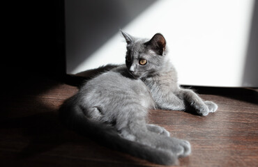 Kitten on the floor in the room in the sun.