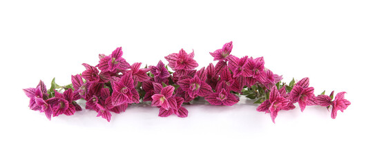 Fototapeta na wymiar Salvia horminum flowers isolated on white background. Pink Salvia horminum, Pink Sunday, Annual Sage.