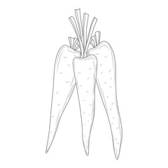 bunch of carrots outline in cartoon style, bunch of carrots outline for coloring isolated on white background