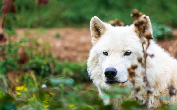 Loup blanc arctique(Canis lupus arctos)