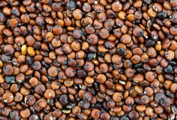Top view of a portion of red quinoa illuminated with natural lighting.