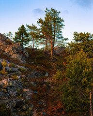 Fototapeta premium autumn forest in the mountains