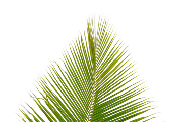 Plam tree or coconut isolated on white background.