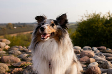 Happy sheltie sheepdog 