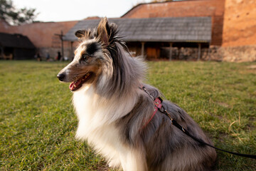 Happy sheltie sheepdog 