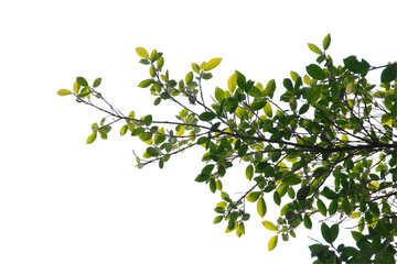Green leaf or branch isolated on white background.