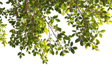 Green leaf or branch isolated on white background.