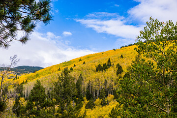 Aspens in the Fall in the Santa Fe National Forest