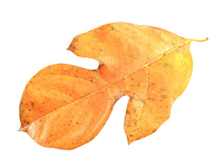 Naklejka premium dry leaves brown isolated on white background.