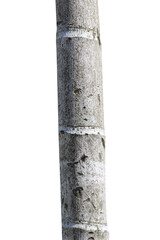 tree trunk isolated on white background.