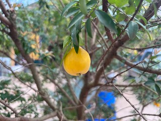 Uvaia (Eugenia pyriformis Cambess) is a Brazilian typical fruit.  