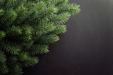 Winter pine and spruce , evergreen plant, tree and fir branch, cedar twig , Christmas and New Year decoration. Holiday