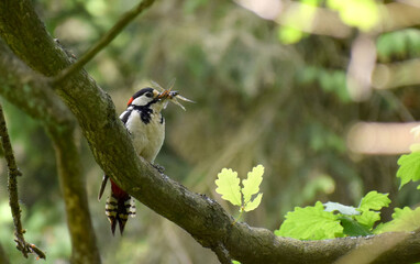 great spotted woodpecker with insects