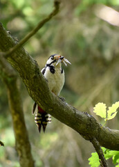 great spotted woodpecker with insects