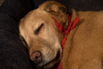 Labrador with neckerchief comfortably sleeping.